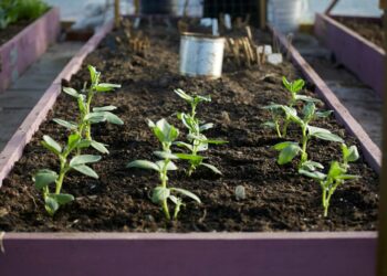 Sėju vasarį ir laimiu pavasarį: gėlės, dėl kurių kaimynai pavydi