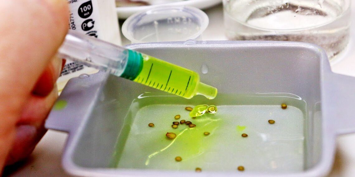 Lemtinga klaida mirkant sėklas: dėl jos daugelis daržininkų lieka be derliaus