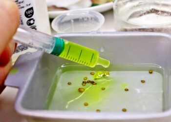 Lemtinga klaida mirkant sėklas: dėl jos daugelis daržininkų lieka be derliaus