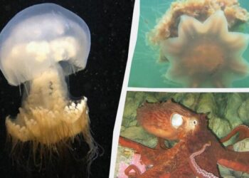 Šie gyvūnai grobį pasiekia net iš 30 metrų: penki įspūdingi padarai su ilgiausiomis čiuopiamomis galūnėmis