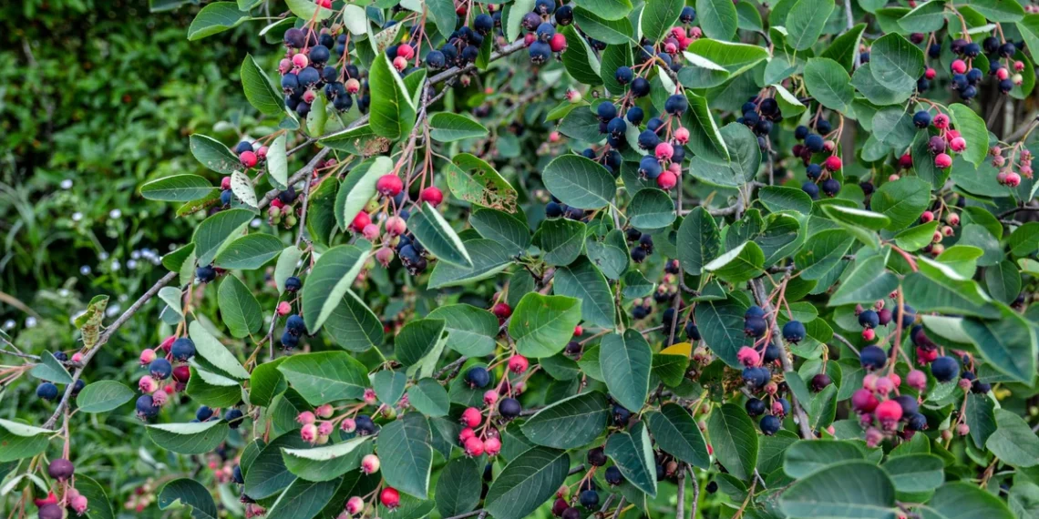 Šie vaisiai vadinami jaunystės šaltiniu: kodėl jie lenkia net mėlynes?