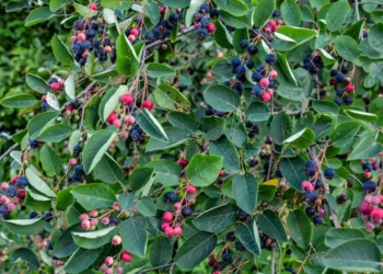 Šie vaisiai vadinami jaunystės šaltiniu: kodėl jie lenkia net mėlynes?