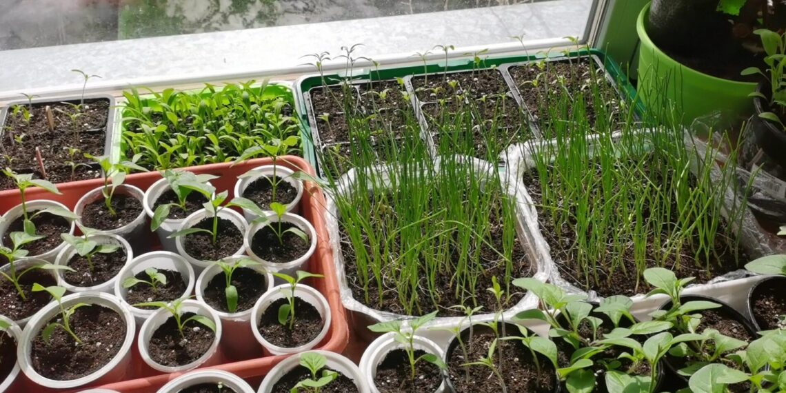 Daigai ištįsę ir silpni? Paprasta gudrybė, kuri juos sustiprins per kelias dienas