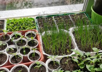 Daigai ištįsę ir silpni? Paprasta gudrybė, kuri juos sustiprins per kelias dienas