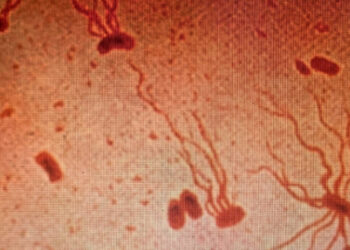 Šiltinė grįžta su nauja grėsme: bakterija tampa atspari beveik visiems vaistams