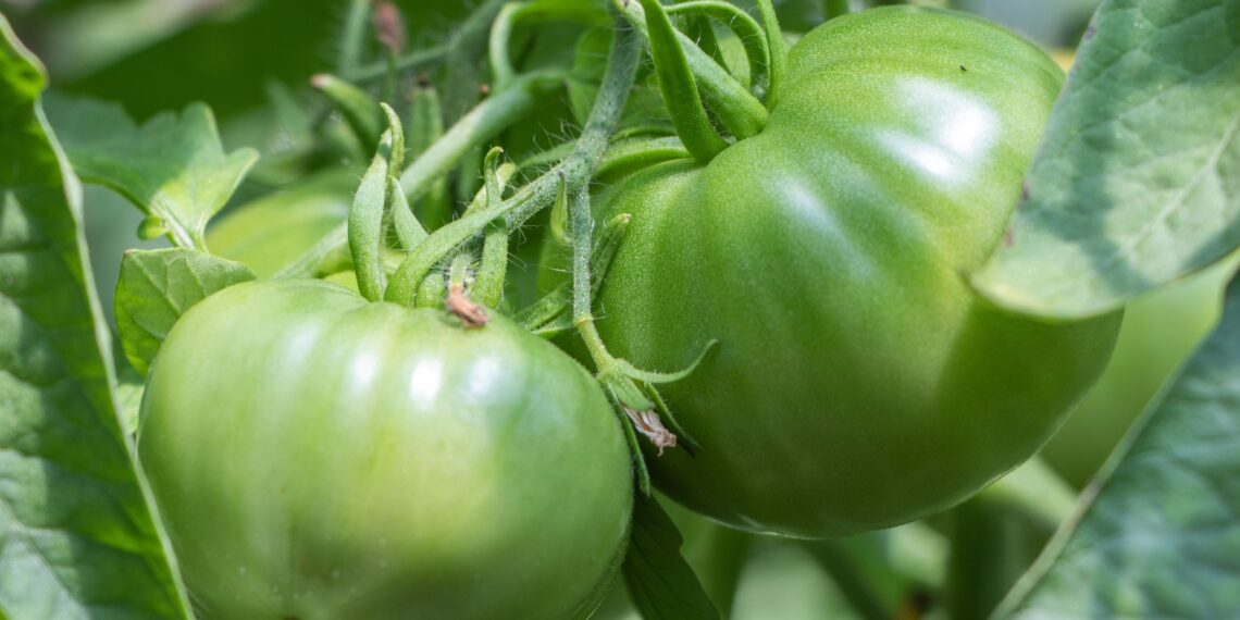 Šios atliekos žiemą keliauja į šiukšliadėžę, o pavasarį galėtų tapti auksiniu kompostu jūsų pomidorams