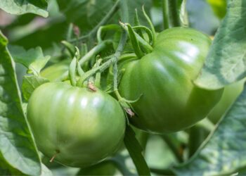 Šios atliekos žiemą keliauja į šiukšliadėžę, o pavasarį galėtų tapti auksiniu kompostu jūsų pomidorams