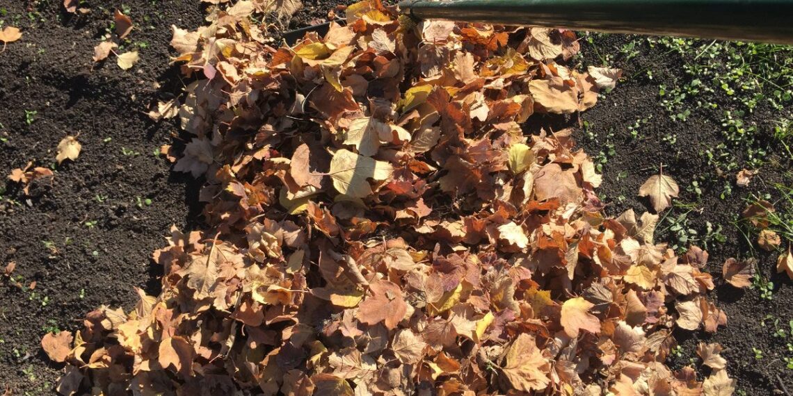 Šių daržovių atliekų neišmeskite: komposto triukas gali pakeisti brangias trąšas