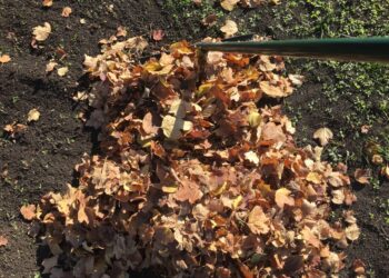 Šių daržovių atliekų neišmeskite: komposto triukas gali pakeisti brangias trąšas