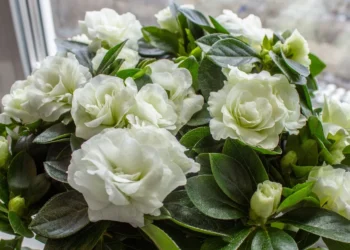 Šis kambarinis augalas kvepia tarsi prabangūs kvepalai: namai prisipildys malonaus aromato