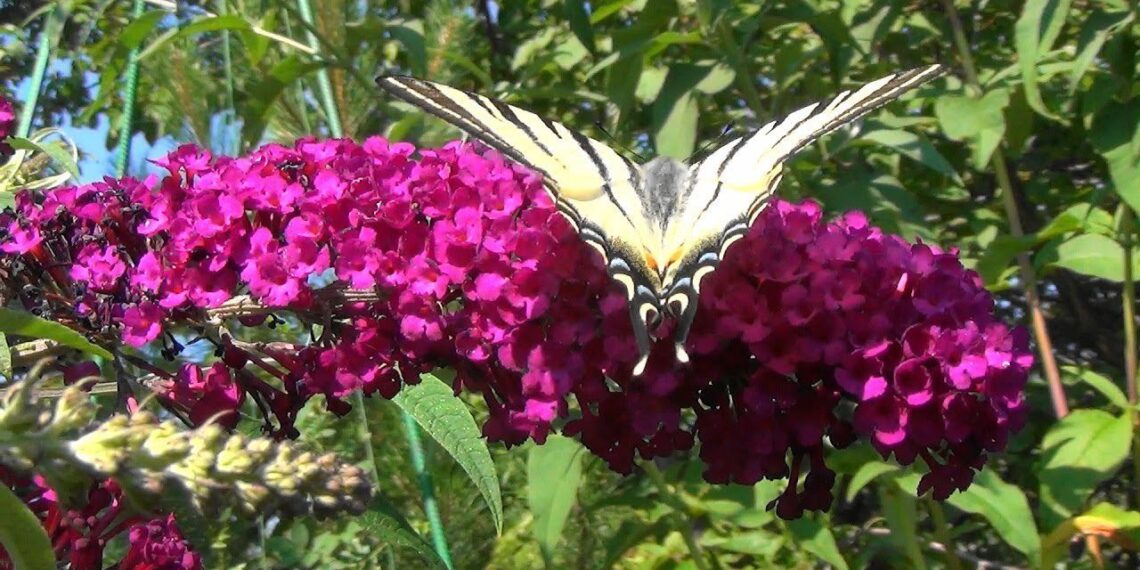 Nereikli daugiametė gėlė, žydinti iki spalio: purpurinės buldėjos stebina sodininkus