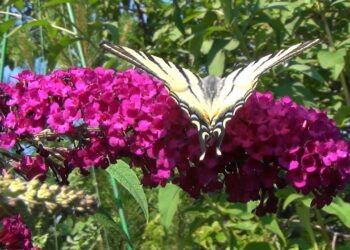 Nereikli daugiametė gėlė, žydinti iki spalio: purpurinės buldėjos stebina sodininkus