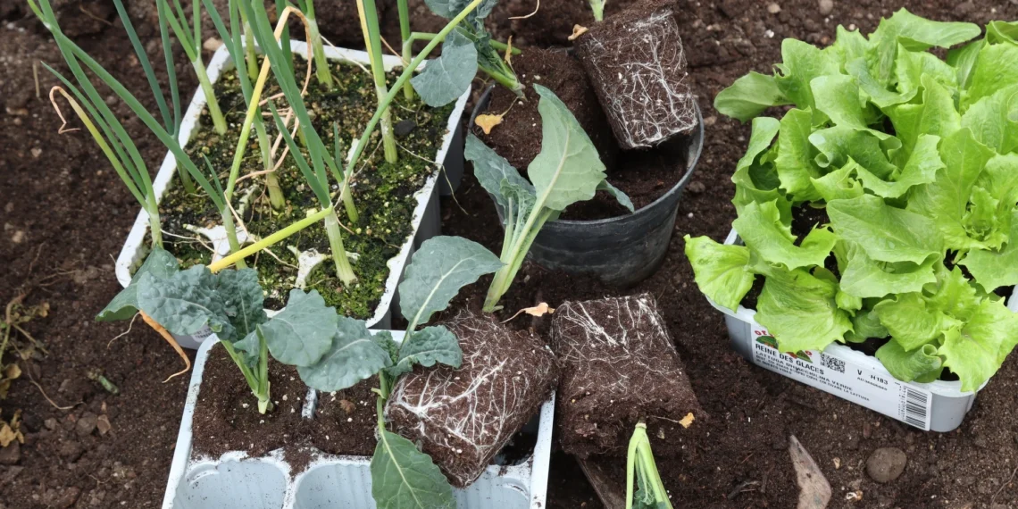 Paprastas triukas stipriems daigams: puikiai tiks salotoms, pomidorams ir agurkams