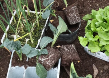 Paprastas triukas stipriems daigams: puikiai tiks salotoms, pomidorams ir agurkams