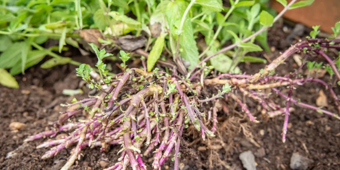 Šių augalų geriau nesodinti savo sode: jie gali greitai užgožti visą kiemą