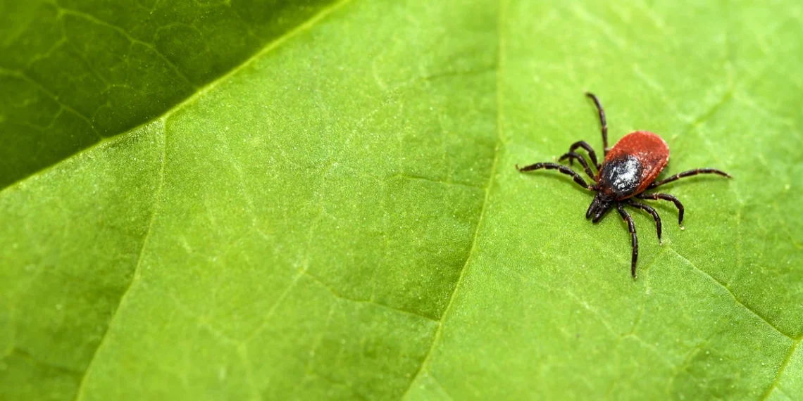 Erkės jau bunda: ką būtina žinoti kiekvienam sodo savininkui