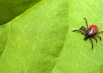 Erkės jau bunda: ką būtina žinoti kiekvienam sodo savininkui