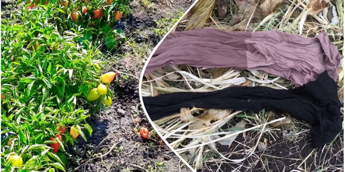 Sodininkų triukas su senomis pėdkelnėmis: paprikų derlius gali maloniai nustebinti