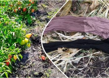 Sodininkų triukas su senomis pėdkelnėmis: paprikų derlius gali maloniai nustebinti