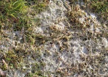 Po žiemos vejoje atsirado baltas pelėsis? Štai ko jokiu būdu negalima daryti