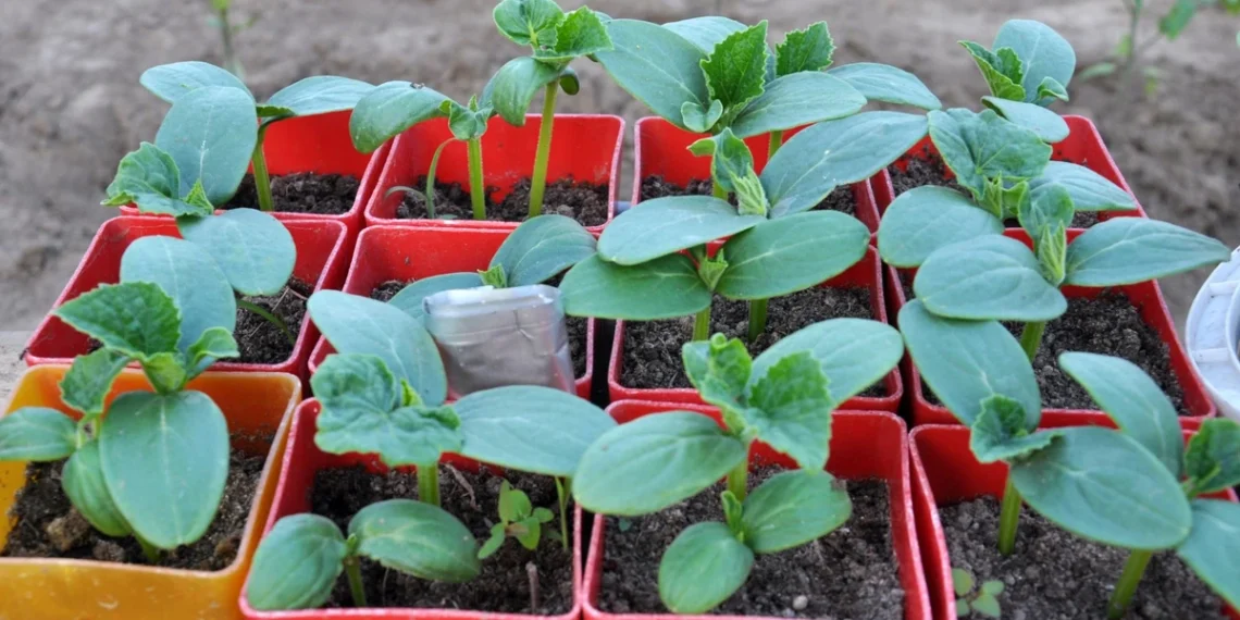 Ankstyvi agurkai be nesėkmių: klaida, kurią daro daugelis sėdami daigus