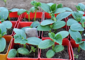 Ankstyvi agurkai be nesėkmių: klaida, kurią daro daugelis sėdami daigus