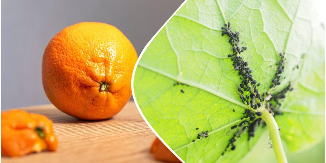 Sodininkų triukas: mandarinų žievelių nuoviras gali padėti atsikratyti amarų ir kitų kenkėjų