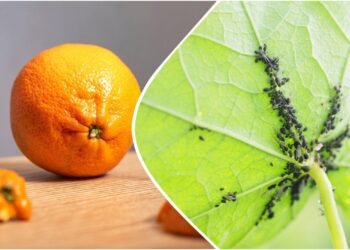 Sodininkų triukas: mandarinų žievelių nuoviras gali padėti atsikratyti amarų ir kitų kenkėjų