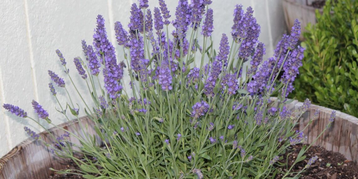 Sodinininkai šiurpsta: viena klaida rudenį visam laikui sunaikins levandas – štai kaip jas gelbėti
