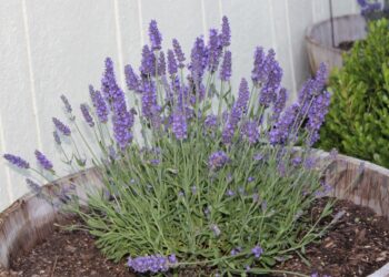 Sodinininkai šiurpsta: viena klaida rudenį visam laikui sunaikins levandas – štai kaip jas gelbėti