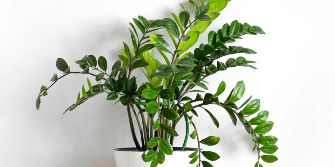 Sodininkai jas meta į šiukšliadėžę, o jos – slaptas namiškio zamiokulko trąšos ingredientas