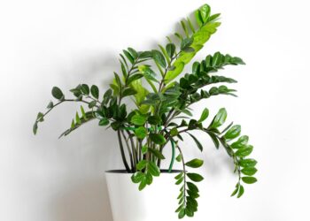 Sodininkai jas meta į šiukšliadėžę, o jos – slaptas namiškio zamiokulko trąšos ingredientas