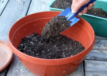 Sodininkai daro šią klaidą: agronomas paaiškino, koks mišinys daigams geriausias