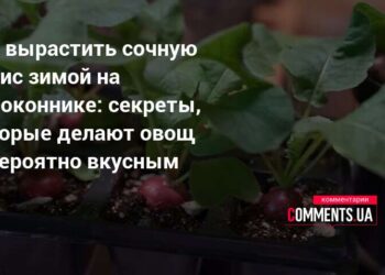 Sultingi ridikėliai žiemą ant palangės: paprasta gudrybė, kuri veikia