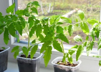 Sodininkai nustebę: atskleista tikroji data, kada sėti pomidorus daigams