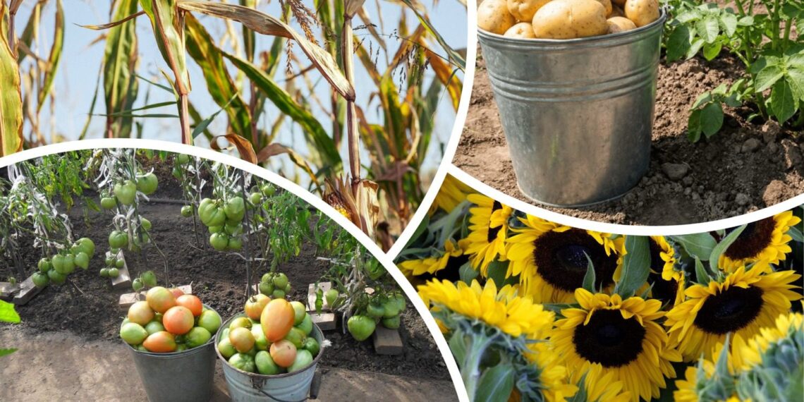 Šių daržovių po bulvių venkite bet kokia kaina: pavojus slypi dirvoje