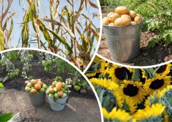 Šių daržovių po bulvių venkite bet kokia kaina: pavojus slypi dirvoje