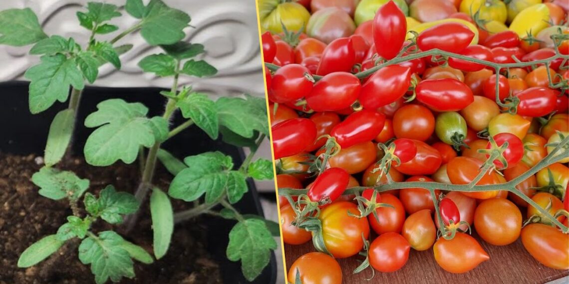 Sodininkės patarimas: ką įberti į duobutę, kad pomidorai geriau derėtų?