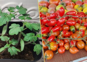 Sodininkės patarimas: ką įberti į duobutę, kad pomidorai geriau derėtų?