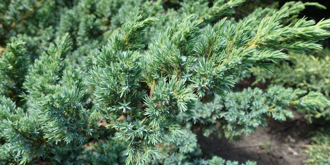 Sodininkų geidžiamiausia naujiena: koks tai kadagys užkariauja Lietuvos kiemus ir parkus?