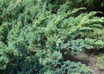 Sodininkų geidžiamiausia naujiena: koks tai kadagys užkariauja Lietuvos kiemus ir parkus?