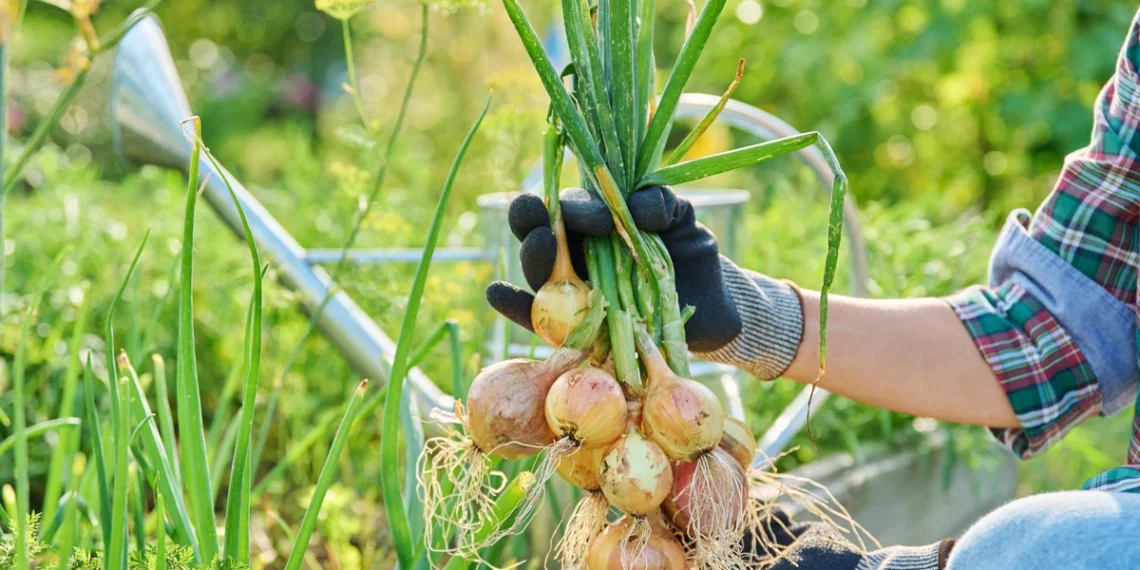Pasodinkite šalia svogūnų: paprasta gudrybė gali pagerinti derlių