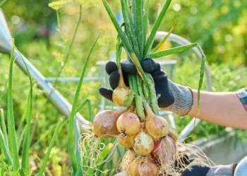 Pasodinkite šalia svogūnų: paprasta gudrybė gali pagerinti derlių