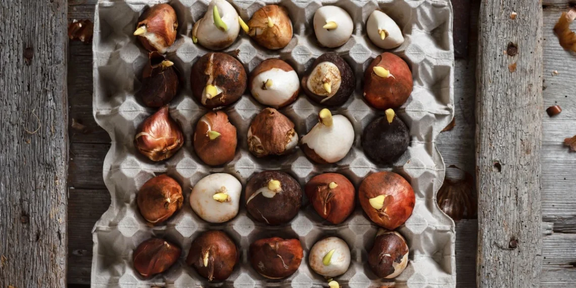 Sodininkų eksperimentas: ar verta tulpes sodinti kiaušinių dėkliukuose?