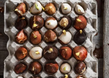 Sodininkų eksperimentas: ar verta tulpes sodinti kiaušinių dėkliukuose?