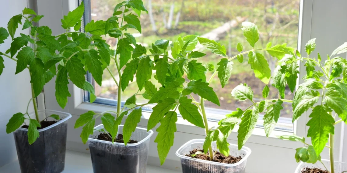 Pomidorų sodinimas: klaida, kuri vasarą gali palikti tuščius lysvių krepšius