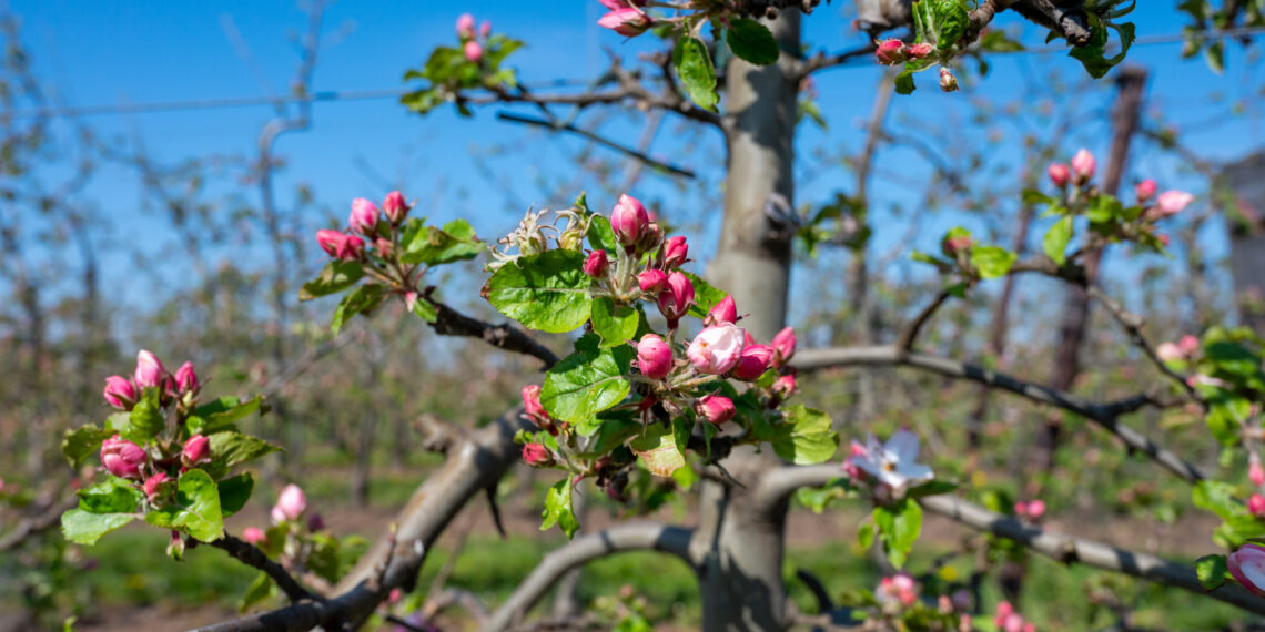 Sodinkite tai po obelimi ir nustebsite: derlius padvigubės, o medžiai bus akivaizdžiai sveikesni