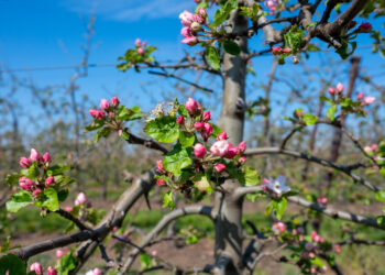 Sodinkite tai po obelimi ir nustebsite: derlius padvigubės, o medžiai bus akivaizdžiai sveikesni