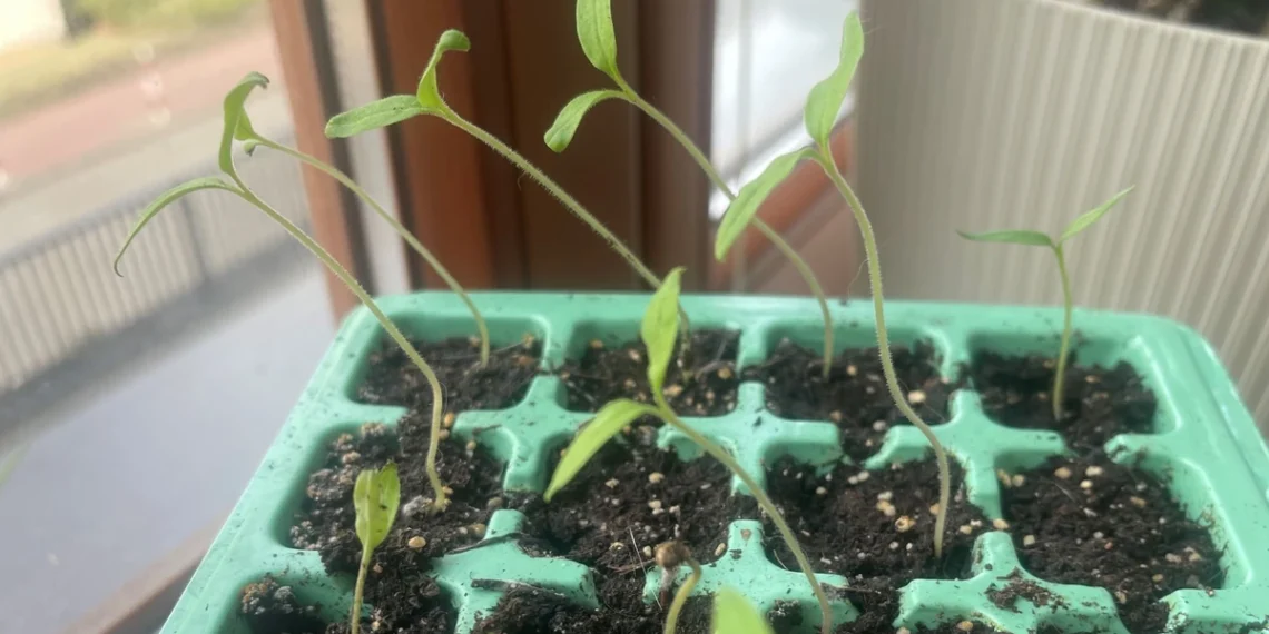 Išstypę pomidorų daigai? Ši sodinimo gudrybė padės jiems užauginti stiprias šaknis