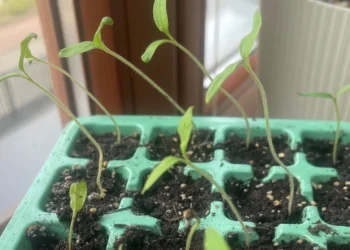 Išstypę pomidorų daigai? Ši sodinimo gudrybė padės jiems užauginti stiprias šaknis